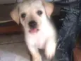 5 filhotinhos