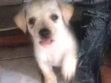 Cachorro ra a  idade Abaixo de 2 meses nome 5 filhotinhos