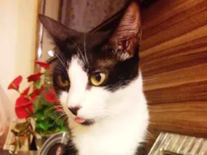 Gato raça vira lata idade 4 anos nome Valentina e Paola