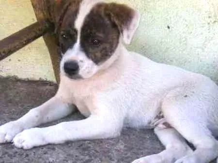 Cachorro ra a  idade Abaixo de 2 meses nome Doa-se Filhotes
