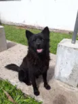 Urso