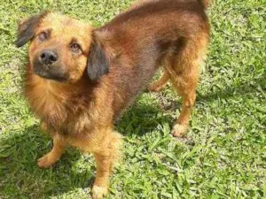 Cachorro raça SRD idade 2 anos nome Totó