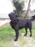 Urso