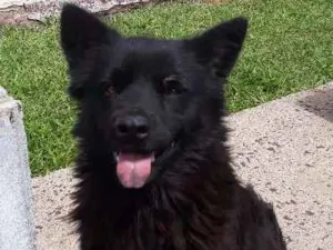 Cachorro raça mix chowchow idade 2 anos nome Urso