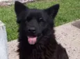 Urso