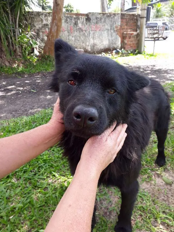 Cachorro ra a mix chowchow idade 2 anos nome Urso