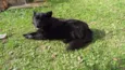 Urso