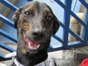 Cachorro raça SRD idade 1 ano nome Neguinho