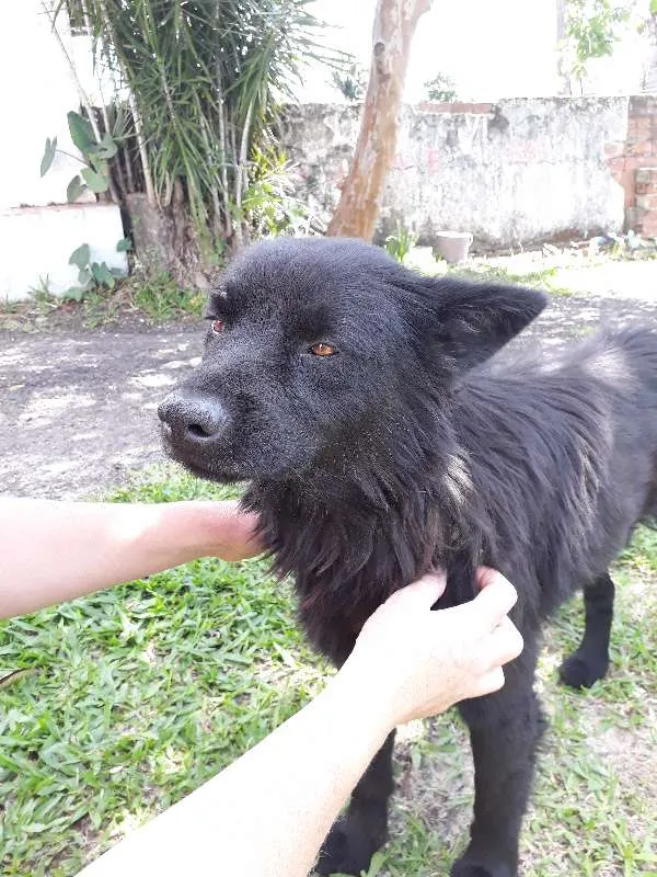 Cachorro ra a mix chowchow idade 2 anos nome Urso