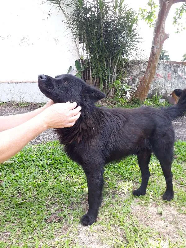 Cachorro ra a mix chowchow idade 2 anos nome Urso