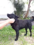 Urso