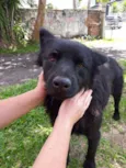 Urso