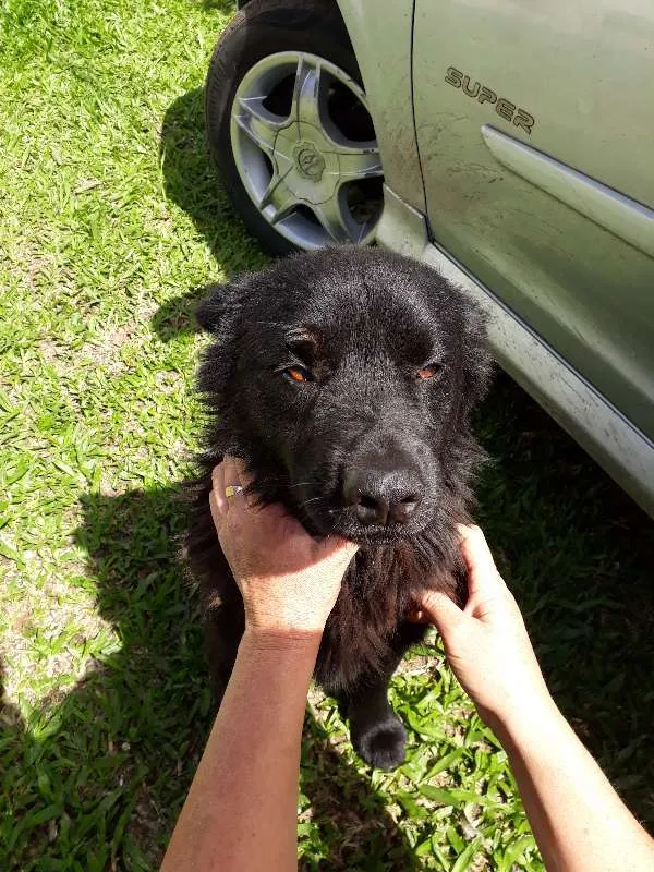 Cachorro ra a mix chowchow idade 2 anos nome Urso