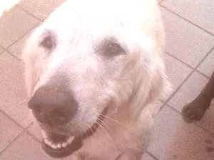 Cachorro raça Golden idade 4 anos nome Mel e Tomy