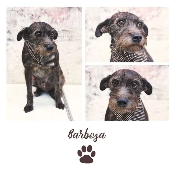 Cachorro ra a SRD idade 5 anos nome Barbosa