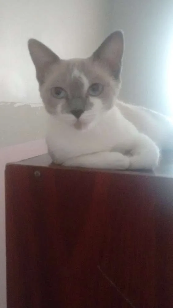Gato ra a  idade 7 a 11 meses nome Jade