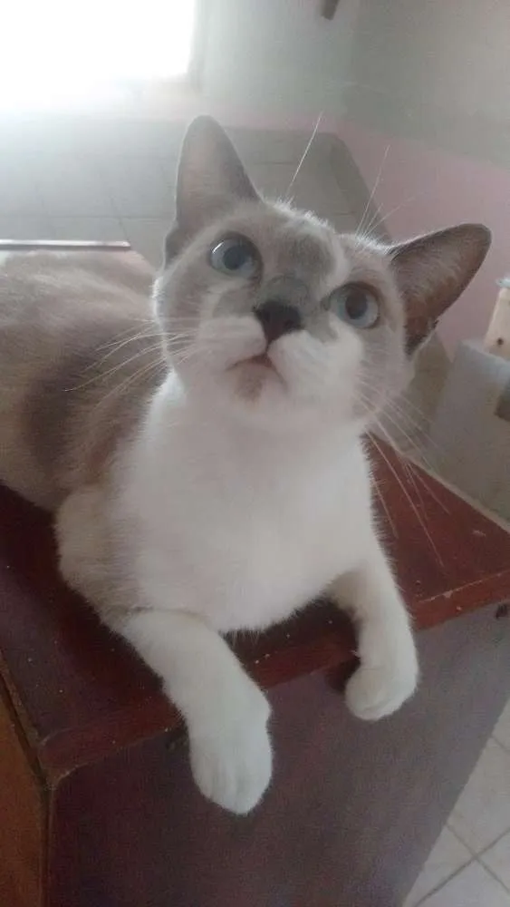 Gato ra a  idade 7 a 11 meses nome Jade