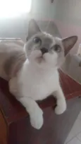 Jade