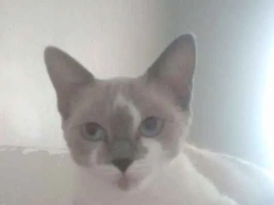 Gato ra a  idade 7 a 11 meses nome Jade