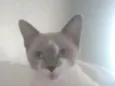 Jade