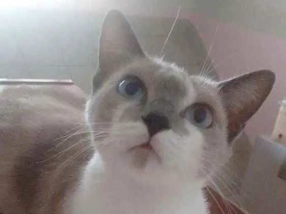 Gato ra a  idade 7 a 11 meses nome Jade