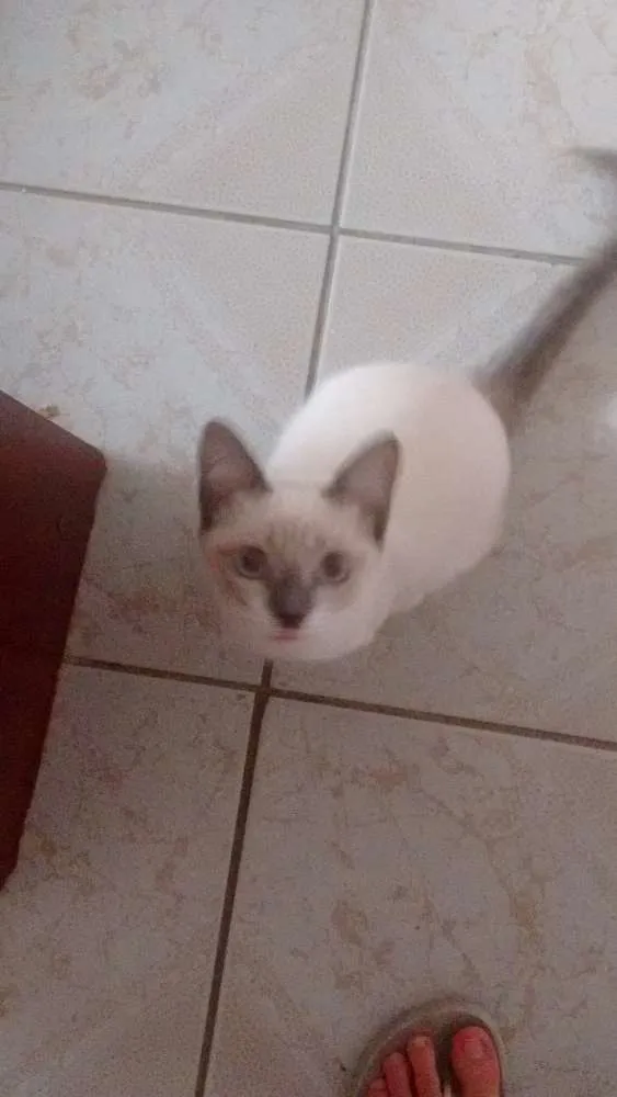 Gato ra a  idade 2 a 6 meses nome Kity Pata Mansa