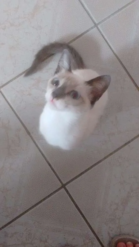 Gato ra a  idade 2 a 6 meses nome Kity Pata Mansa