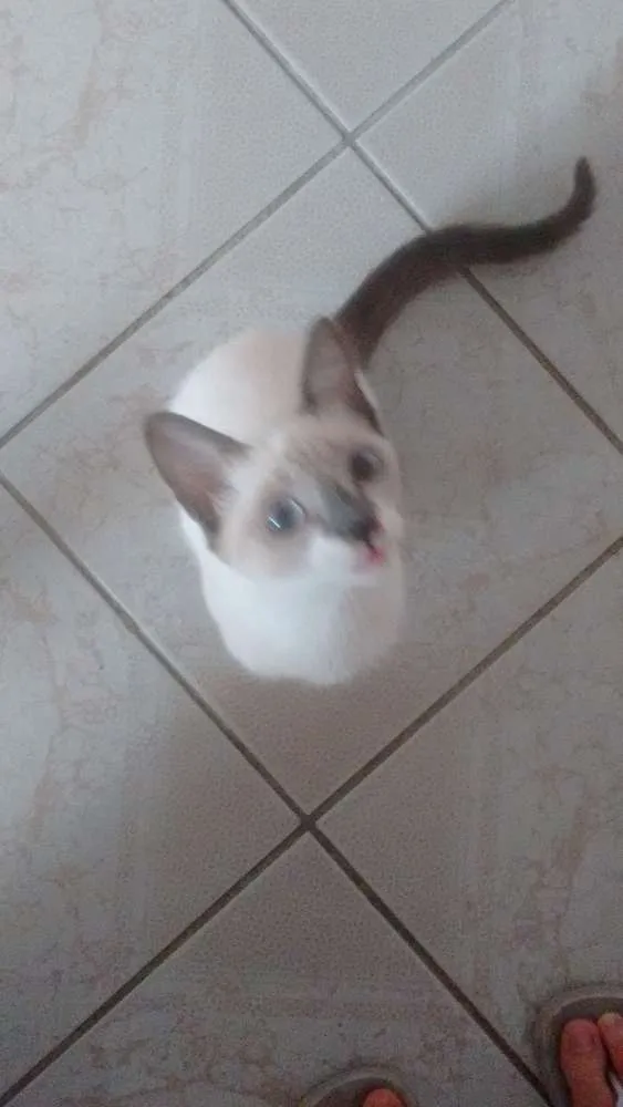 Gato ra a  idade 2 a 6 meses nome Kity Pata Mansa