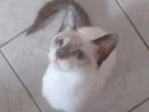 Gato raça  idade 2 a 6 meses nome Kity Pata Mansa
