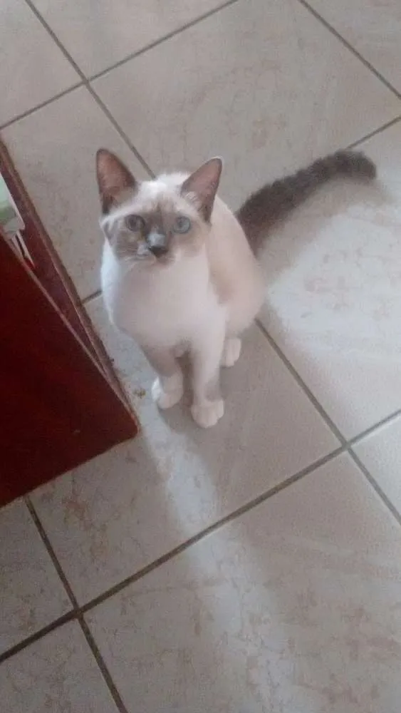 Gato ra a  idade 2 a 6 meses nome Safira