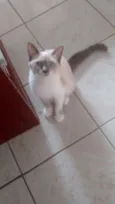 Safira