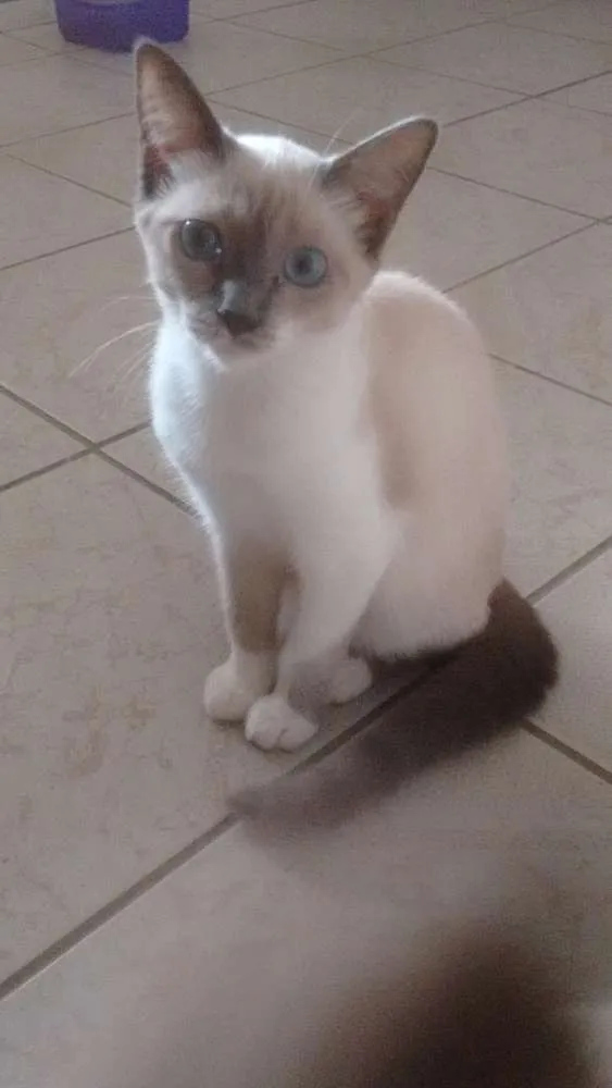 Gato ra a  idade 2 a 6 meses nome Safira