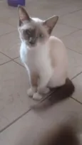 Safira
