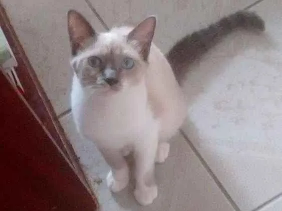 Gato ra a  idade 2 a 6 meses nome Safira