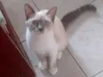 Safira