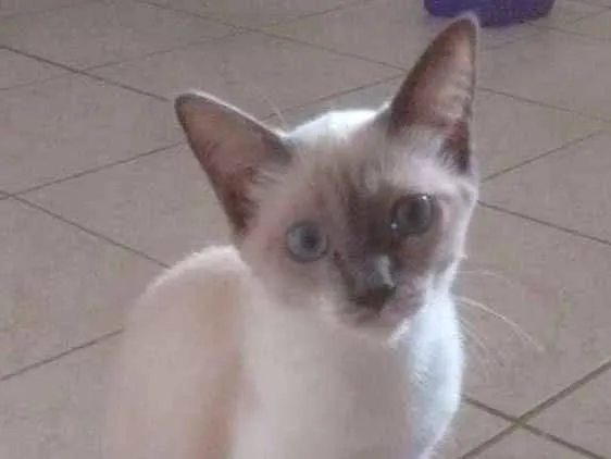 Gato ra a  idade 2 a 6 meses nome Safira