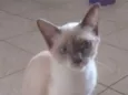 Safira