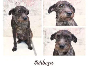 Cachorro raça SRD idade 5 anos nome Barbosa