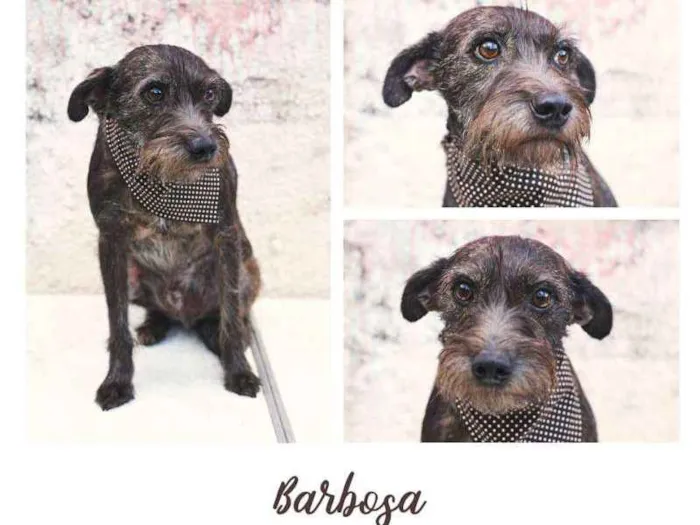 Cachorro ra a SRD idade 5 anos nome Barbosa