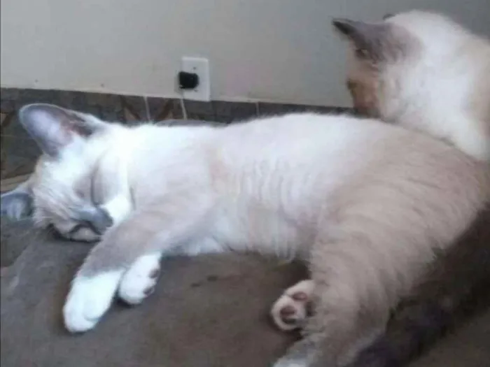 Gato ra a  idade 2 a 6 meses nome Kity Pata Mansa