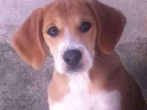 Cachorro raça Beagle idade 7 a 11 meses nome Lyon