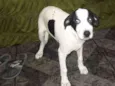 Tom