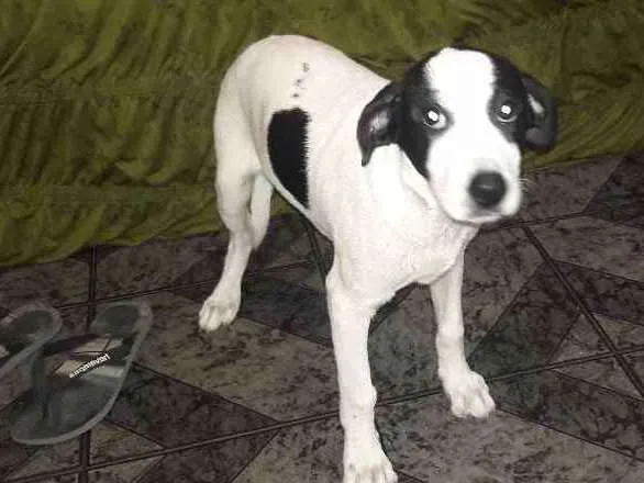 Cachorro raça Labrador com vira-lata  idade 2 a 6 meses nome Tom