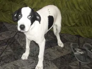 Cachorro raça Labrador com vira-lata  idade 2 a 6 meses nome Tom