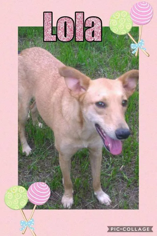 Cachorro ra a srd idade 1 ano nome lola