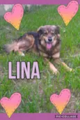 Cachorro raça srd idade 2 anos nome lina