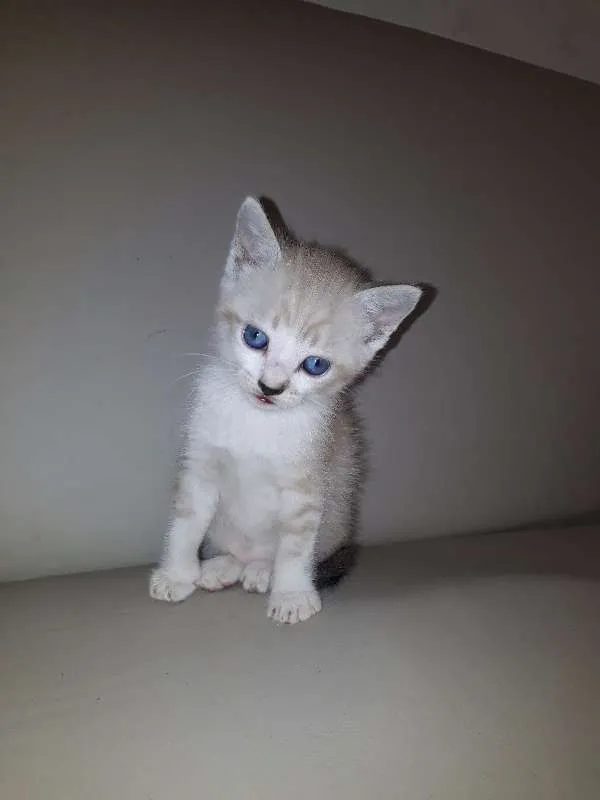 Gato ra a  idade Abaixo de 2 meses nome Ainda não tem nome