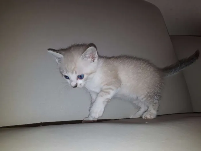 Gato ra a  idade Abaixo de 2 meses nome Ainda não tem nome