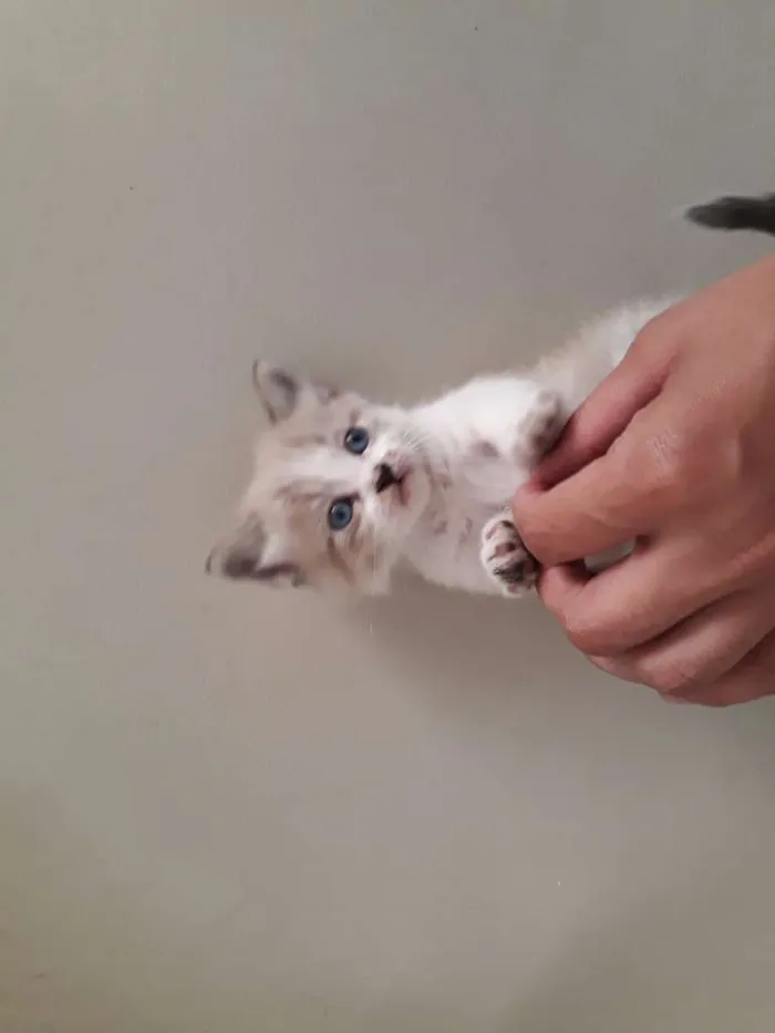 Gato ra a  idade Abaixo de 2 meses nome Não tem
