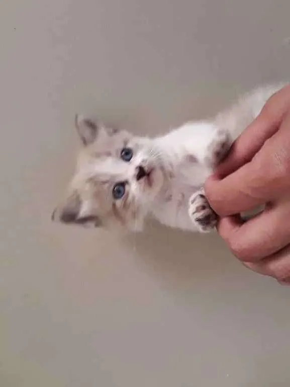 Gato ra a  idade Abaixo de 2 meses nome Não tem